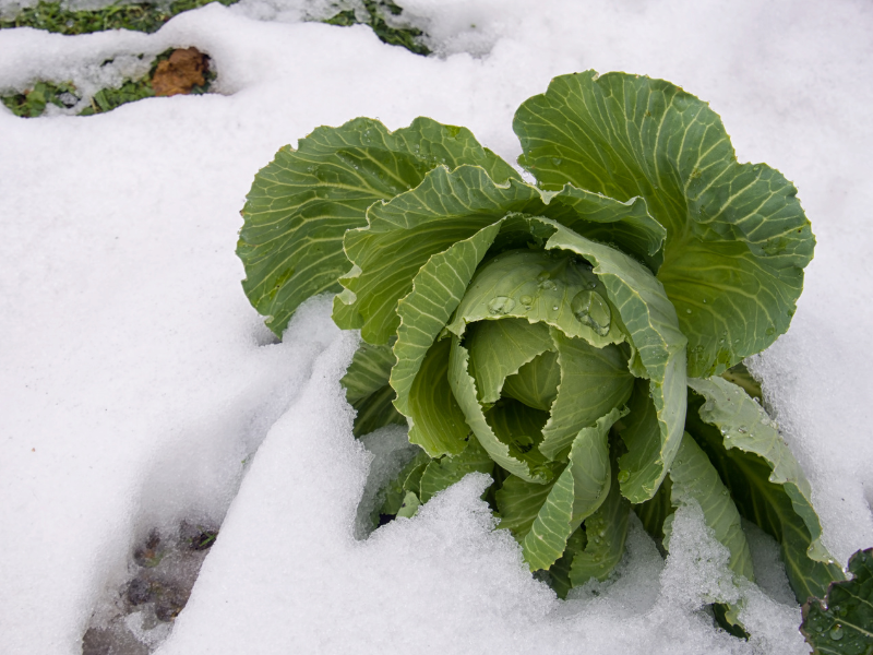 Fresh produce stored in winter conditions